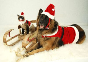 Velvet Santa Boy Suit - Doggie Design