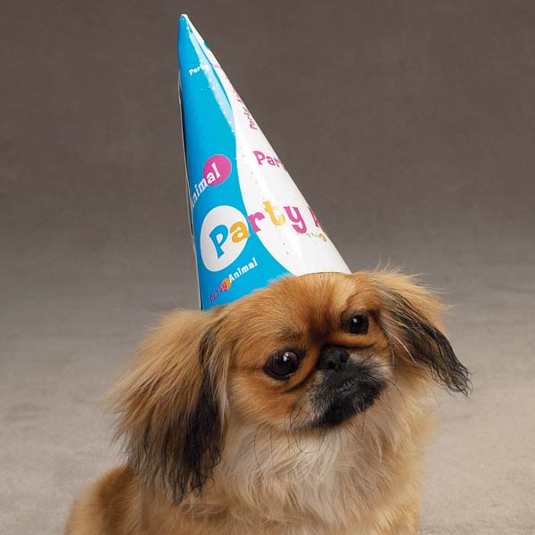 Pet Studio Party Animal Hats