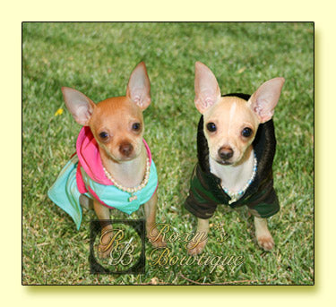 Chihuahua Dog Fashion