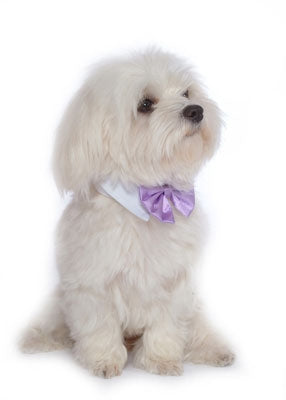 Lavender Satin Dog Bow Tie and Collar - Doggie Design